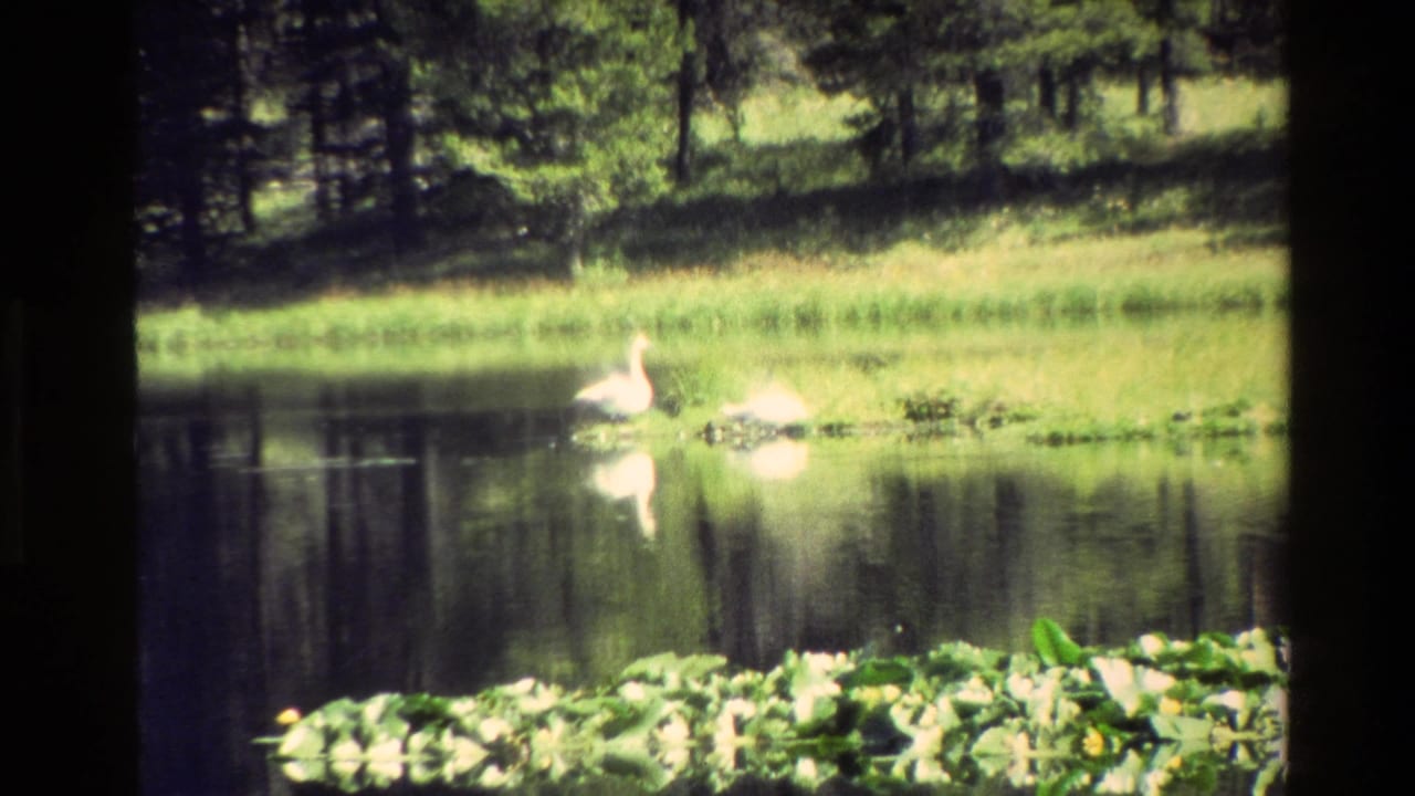 1980 Grand Teton home-movie frame showing two white swans gliding on a pond beside lily pads, grassy bank, and dark tree reflections.