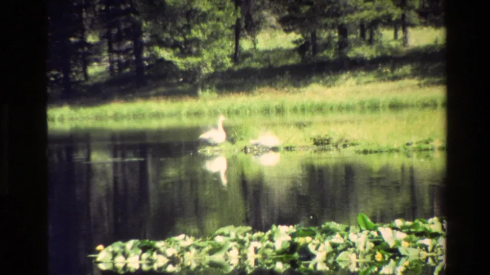 1980 Grand Teton home-movie frame showing two white swans gliding on a pond beside lily pads, grassy bank, and dark tree reflections.