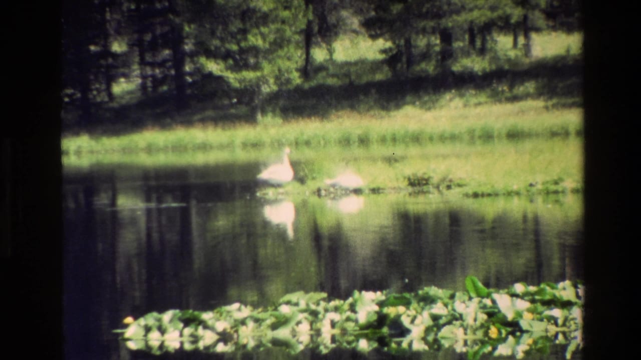 Two swans glide near lily pads on reflective water with grass and trees behind them.