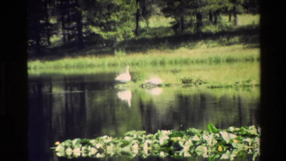 Grand Teton 1980 8mm frame of two swans on still pond water, with lily pads in front and a green wooded shoreline behind.