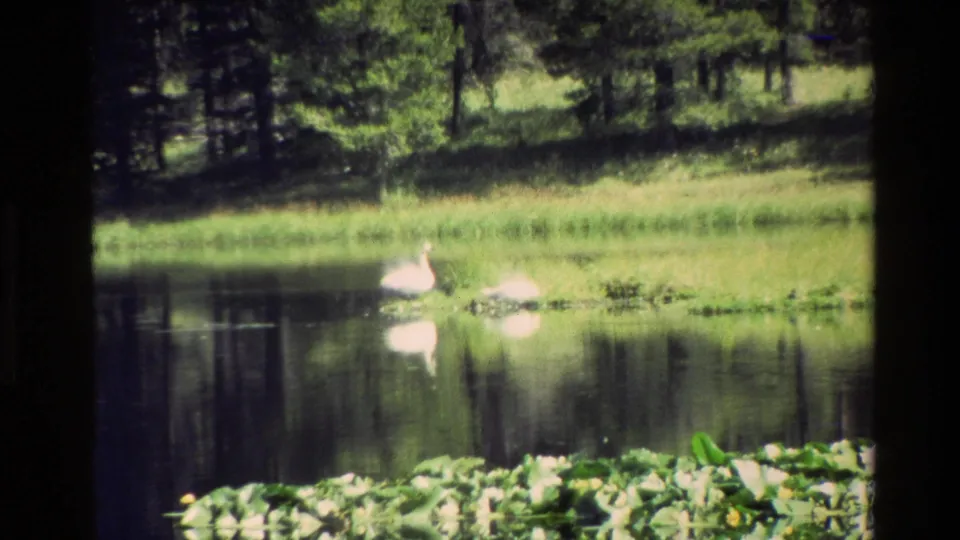 1980 Grand Teton frame with swans on a calm pond, soft 8mm color, lily pads along the foreground, and forest reflected in the water.