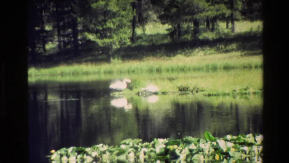 Grand Teton 1980 home-movie frame showing two swans near a grassy shoreline, with pond reflections, lily pads, and visible 8mm borders.