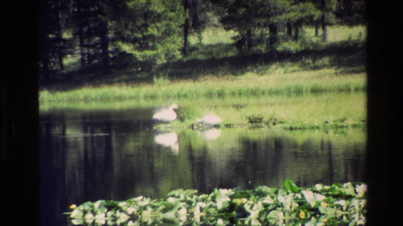 Two white ducks rest or feed near the edge of a pond in Grand Teton, Wyoming, with reflections, shoreline plants, and trees visible.