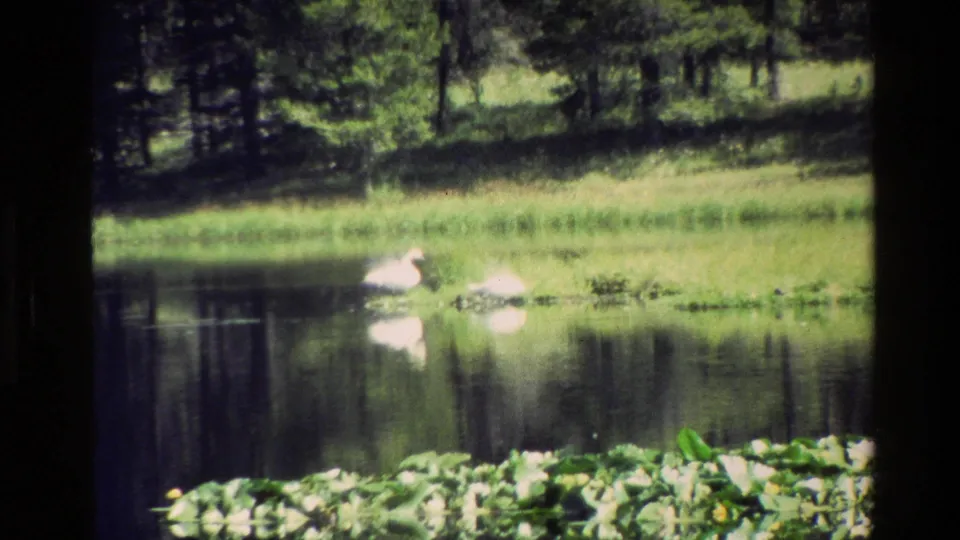 Two white ducks rest or feed near the edge of a pond in Grand Teton, Wyoming, with reflections, shoreline plants, and trees visible.