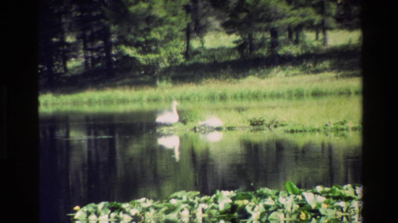 White ducks on reflective pond water with a grassy bank and trees in the background.