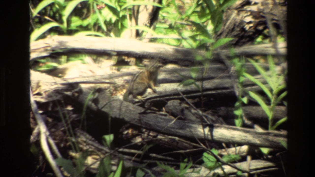 Close 8mm wildlife frame from the Grand Teton clip showing a chipmunk among weathered branches, logs, and bright green vegetation.