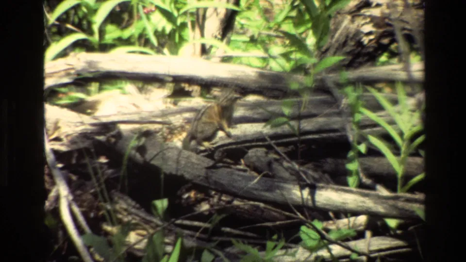 Close 8mm wildlife frame from the Grand Teton clip showing a chipmunk among weathered branches, logs, and bright green vegetation.