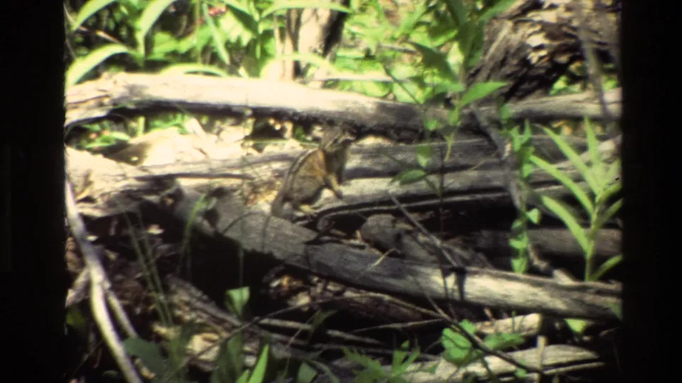 Grand Teton 1980 home-movie frame showing a chipmunk in a tangle of logs, twigs, and low plants, filmed in soft color 8mm.
