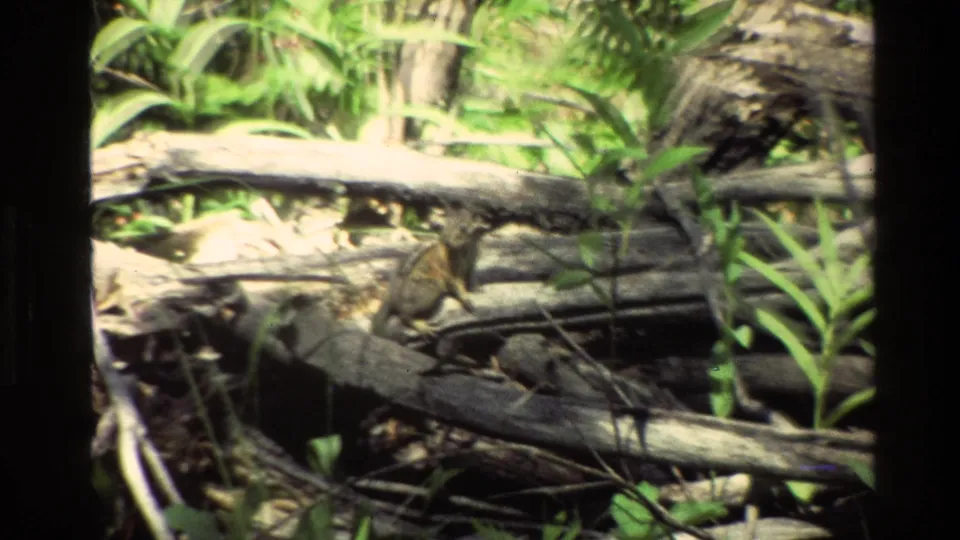 Close Grand Teton wildlife frame from 1980 showing a chipmunk near pale fallen wood, dark branches, and leafy green plants.
