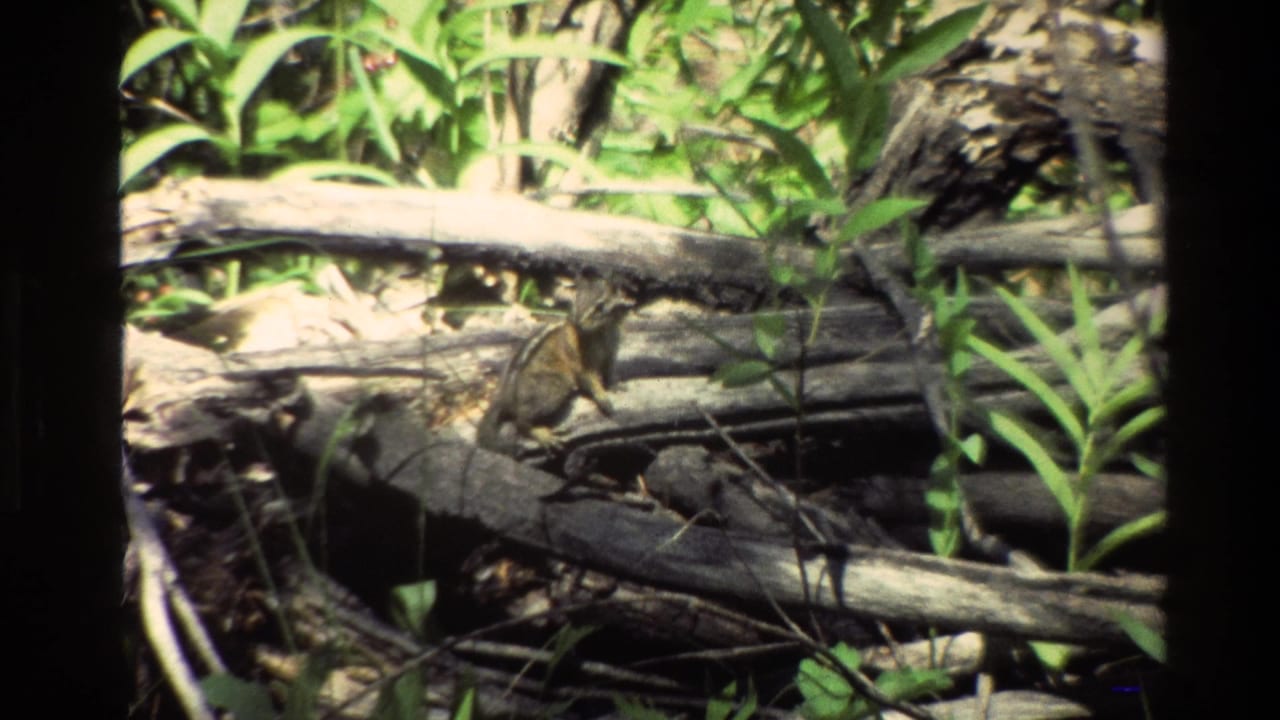 Small chipmunk pauses on fallen timber in a sunlit Grand Teton forest scene from supplied 1980 home-movie footage.