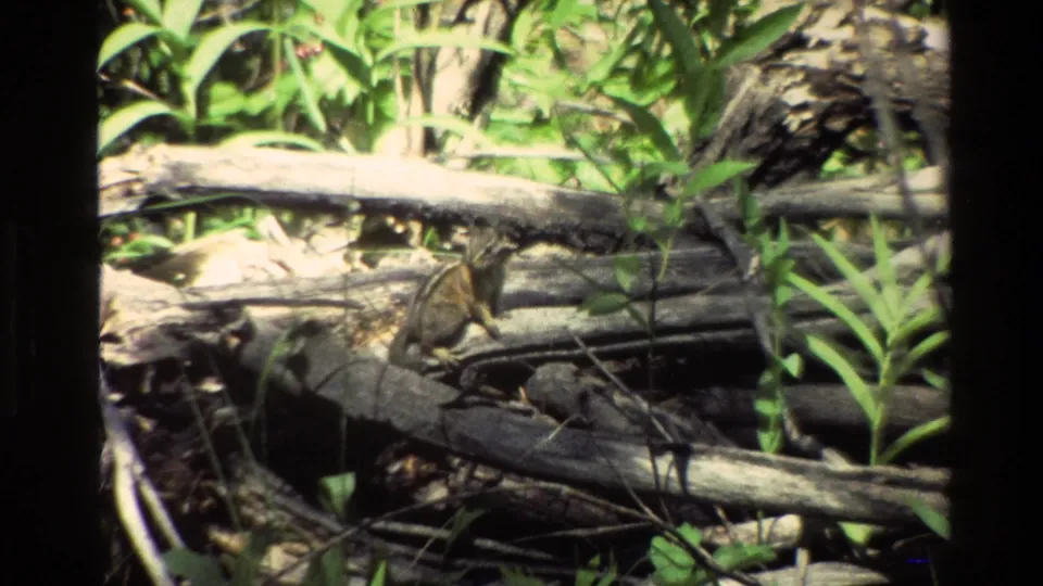 Small chipmunk pauses on fallen timber in a sunlit Grand Teton forest scene from supplied 1980 home-movie footage.