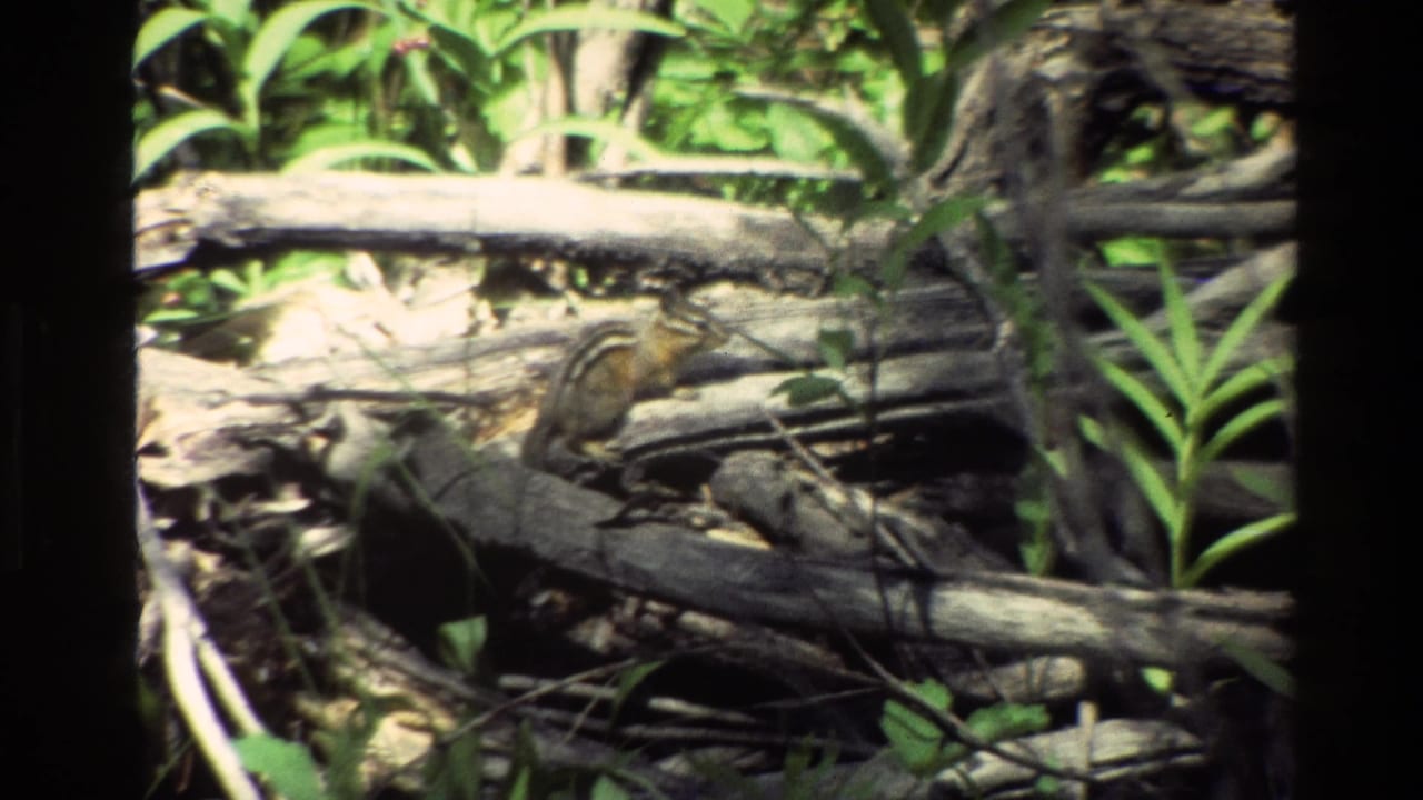 Chipmunk beside fallen branches in dense green undergrowth.