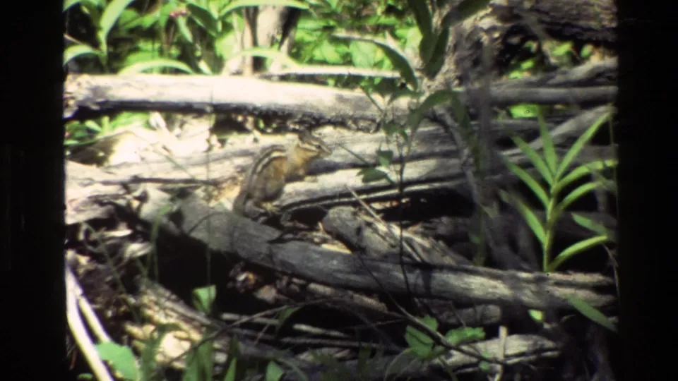 Close wildlife view shows a chipmunk framed by fallen logs, sticks, and bright plants in the supplied Wyoming footage.