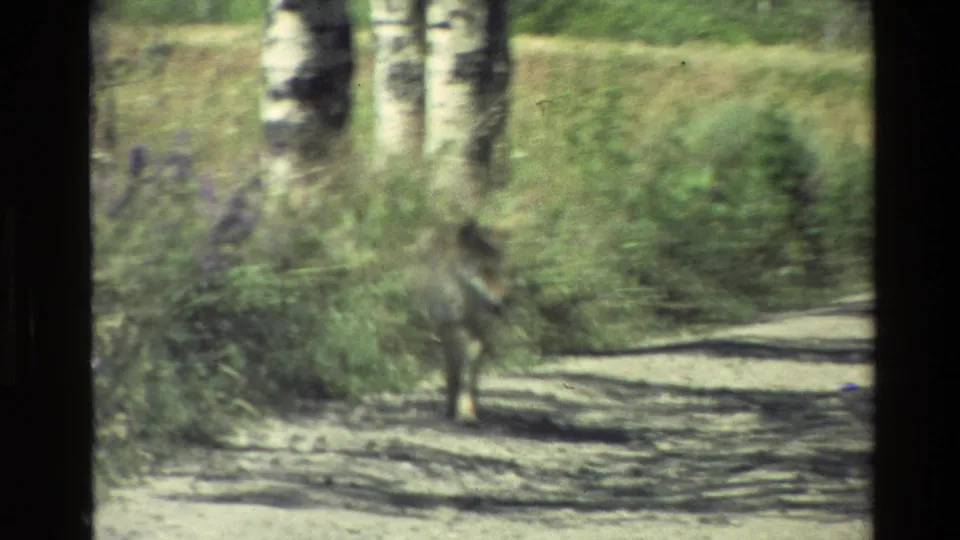 Grand Teton, Wyoming 1980 home-movie frame showing a coyote-like animal on a dirt road bordered by birch trunks and vegetation.