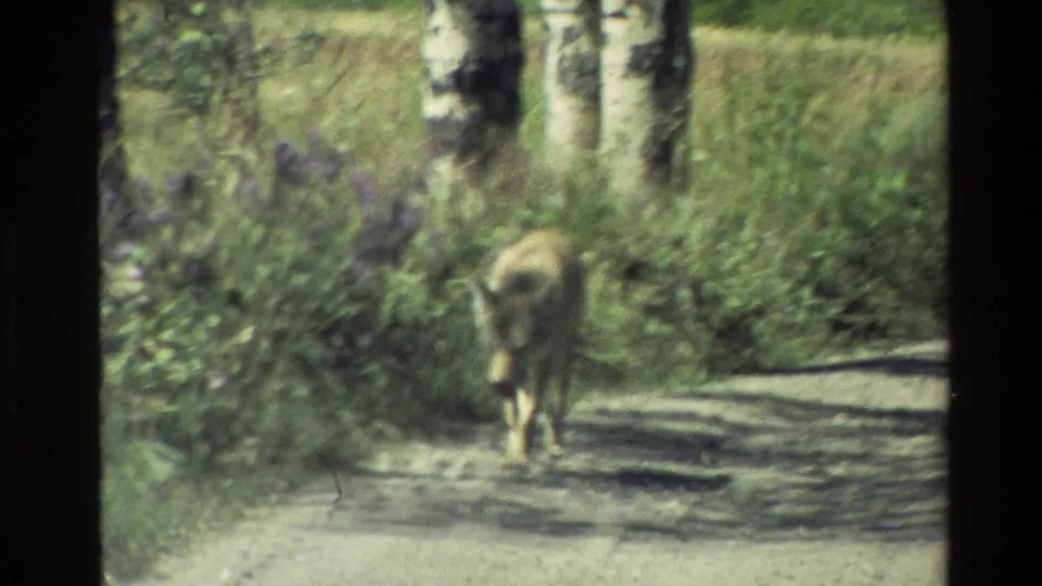 Grand Teton, Wyoming 1980 home-movie frame with a coyote-like animal approaching along a dirt road through roadside vegetation.
