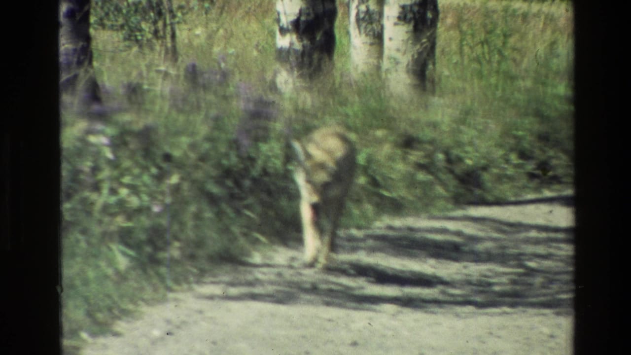 1980 8mm frame from Grand Teton, Wyoming showing a coyote moving along a dirt path among sunlit trees and green undergrowth.