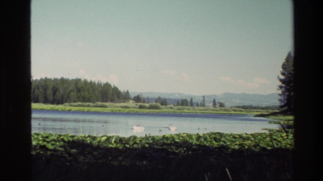 Two white swans and small ducks on a calm lake with lily pads, forested shore, and distant mountains.