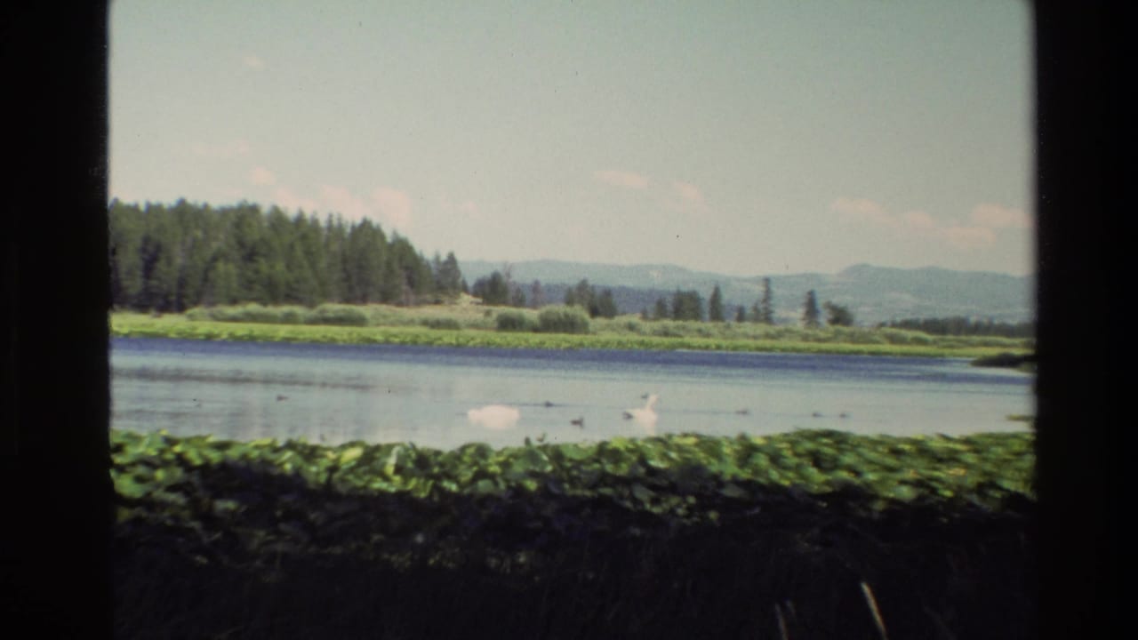 Grand Teton, Wyoming lake scene from 1980 8mm footage with white swans, smaller ducks, shoreline vegetation, forest, and hazy mountains.