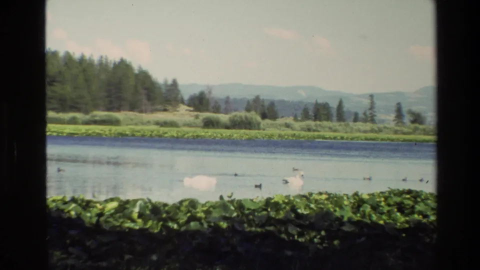 Vintage 8mm frame from Grand Teton, Wyoming, showing swans and ducks feeding or drifting near lily pads on a bright mountain lake.