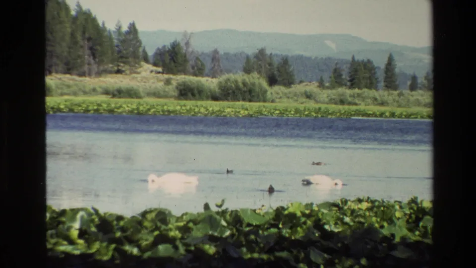 Close 1980 8mm view of swans and ducks near lake vegetation in Grand Teton, Wyoming, backed by forest, grasses, and distant mountains.