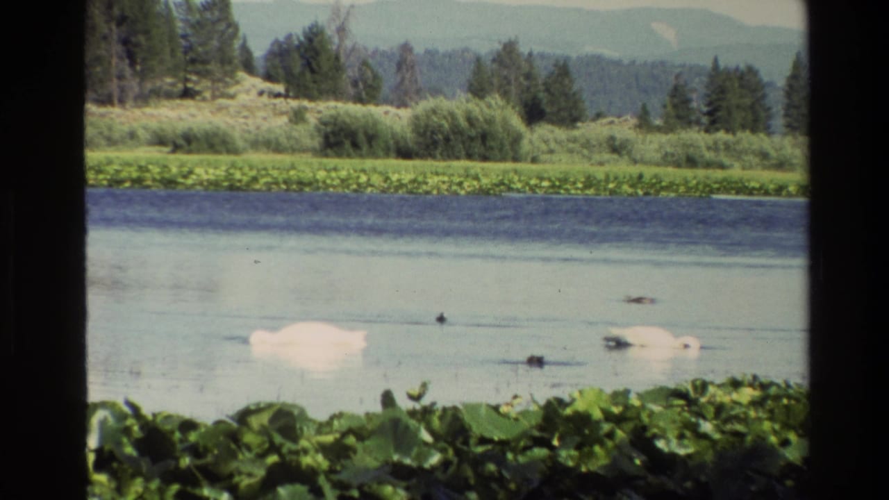 1980 8mm Grand Teton pond view with a white swan, small waterfowl, lily pads, reeds, trees, and distant mountains.