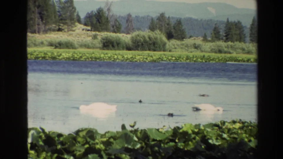1980 8mm Grand Teton pond view with a white swan, small waterfowl, lily pads, reeds, trees, and distant mountains.