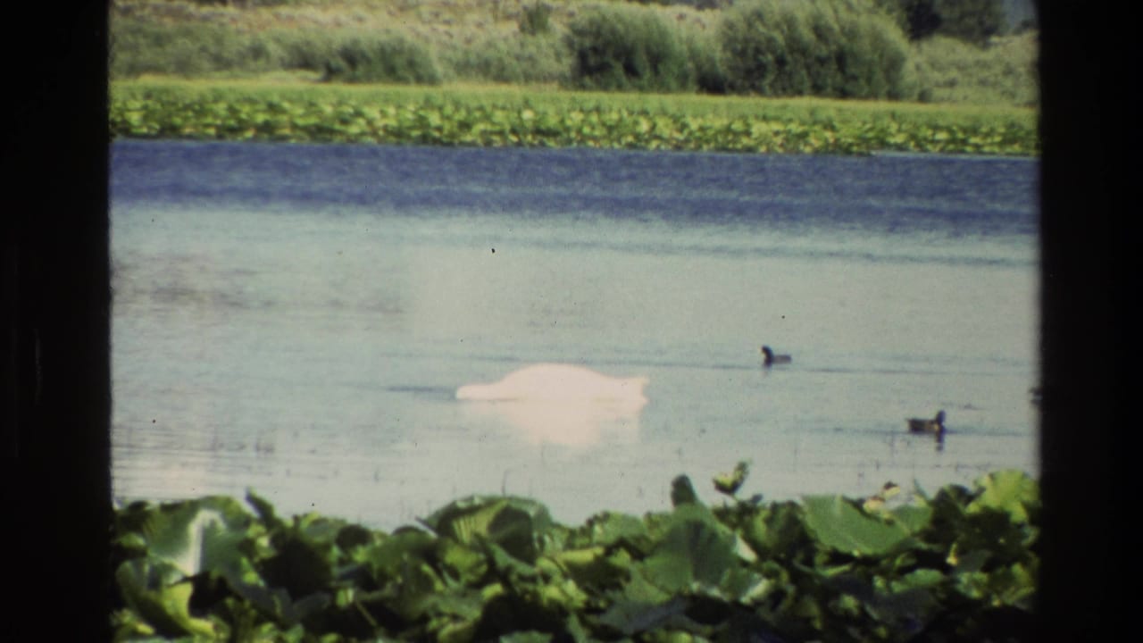 White swan and ducks spread across still water near lily pads and a grassy shoreline.
