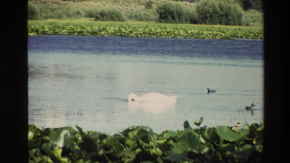 1980 8mm wildlife frame from Grand Teton with a white swan bending its neck into the pond beside small waterfowl and lily pads.
