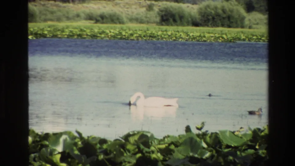 Grand Teton 1980 8mm frame with a white swan dunking its head in a pond, ducks nearby, lily pads in front, and reeds behind.