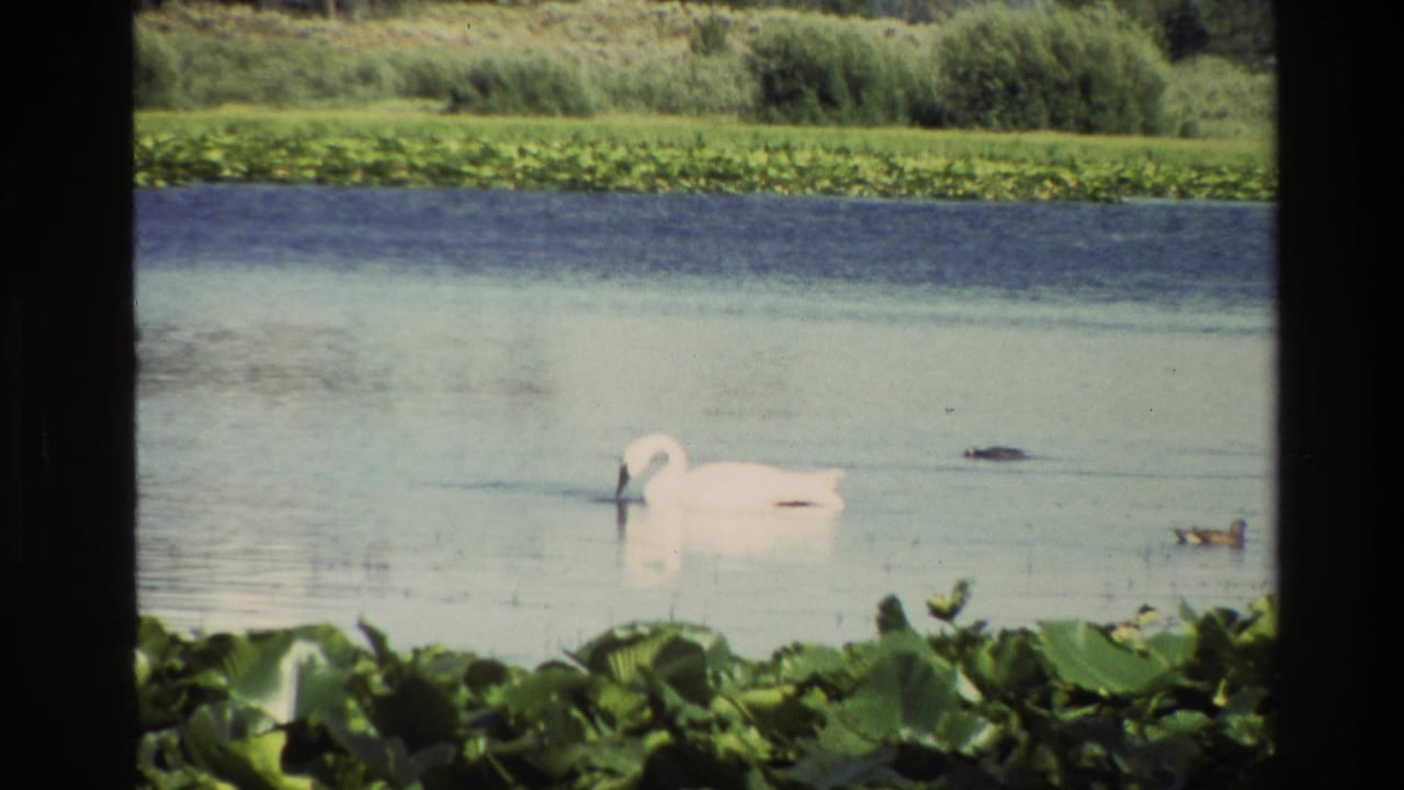 1980 Grand Teton 8mm frame showing a white swan floating near ducks on a calm lake bordered by lily pads and reeds.