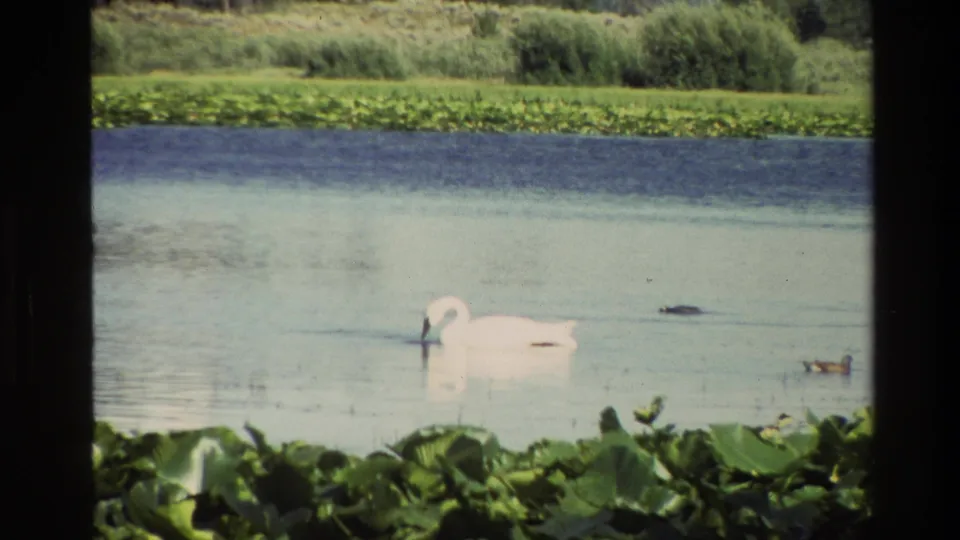 1980 Grand Teton 8mm frame showing a white swan floating near ducks on a calm lake bordered by lily pads and reeds.