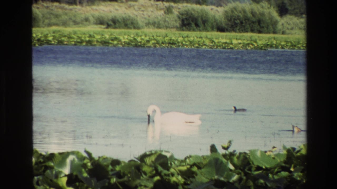 White swan on a lake with small ducks nearby and green plants along the waterline.