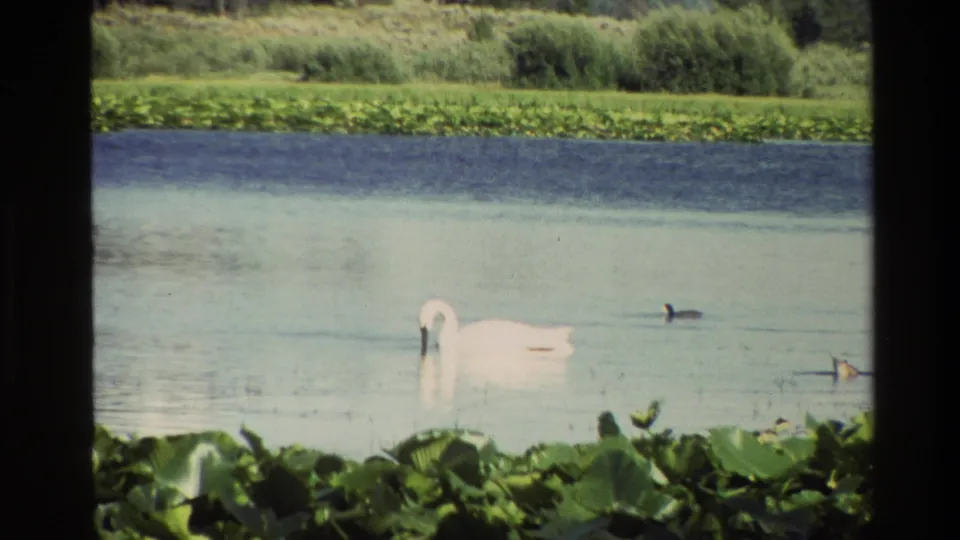 1980 Grand Teton 8mm frame with a white swan centered on lake water as ducks pass near lily pads and distant grasses.