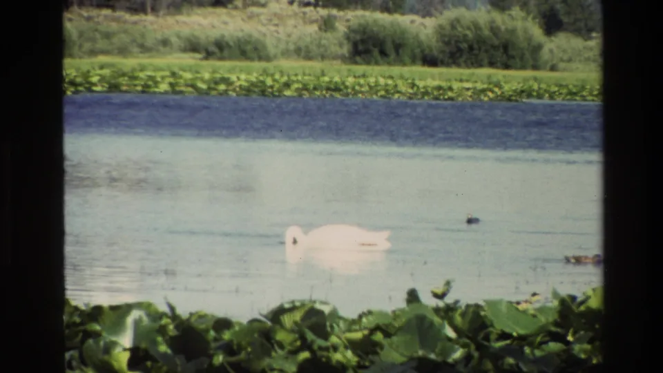 1980 Grand Teton 8mm frame showing a swan with its head lowered on calm water, with ducks, lily pads, and reeds around the lake edge.