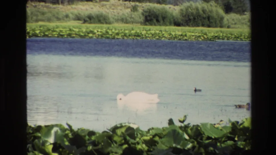 1980 Grand Teton 8mm frame showing a white swan floating low on pale lake water, with ducks, lily pads, and reeds in the background.