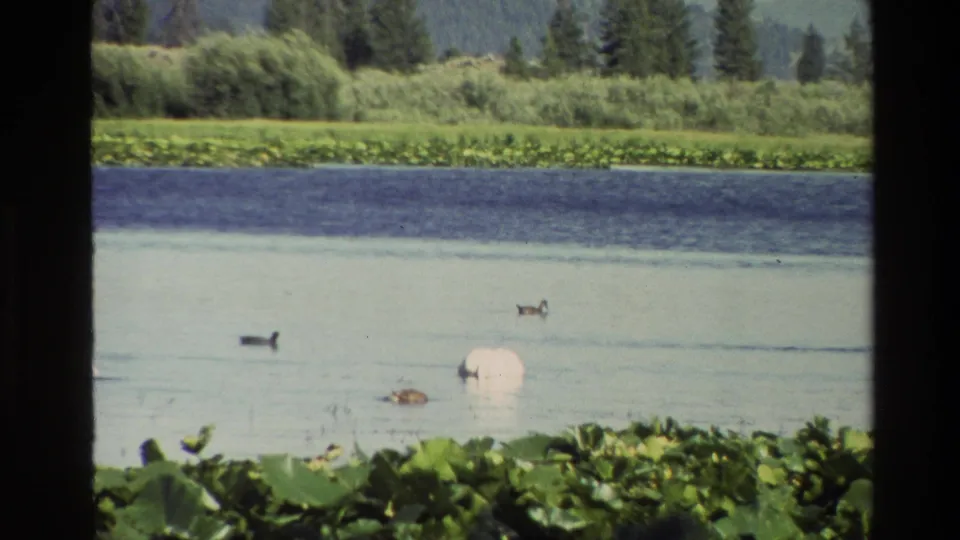 1980 Grand Teton home-movie frame showing a white swan and ducks swimming on a lake near lily pads and distant reeds.