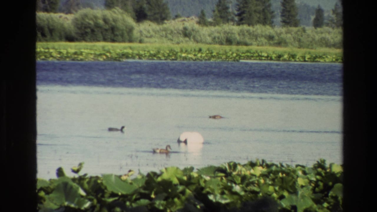 Swan and ducks spread across a lake, with lily pads in front and reeds beyond the water.