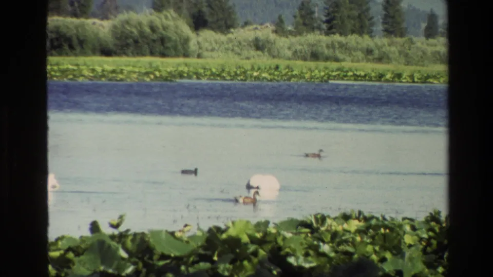 1980 Grand Teton 8mm still showing a swan and ducks on pale lake water, bordered by lily pads, reeds, and distant trees.