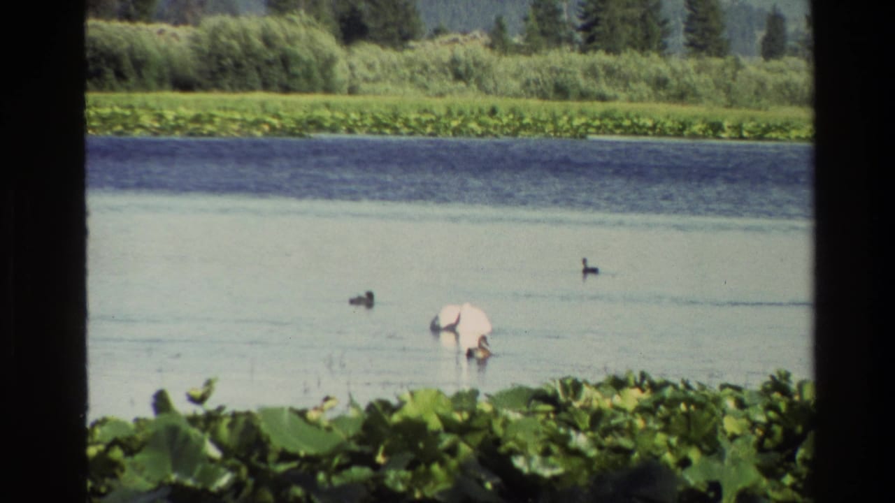 1980 Grand Teton home-movie frame showing a white swan and several ducks on a pond bordered by lily pads, brush, and evergreen trees.