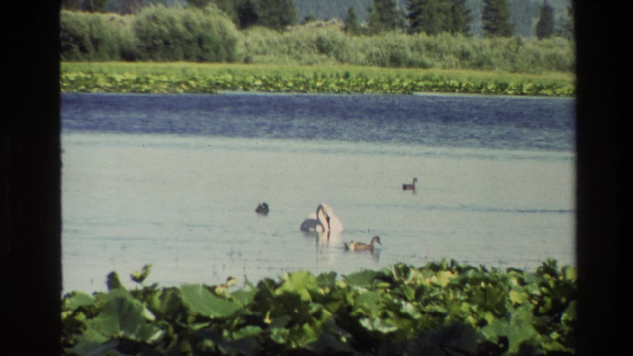 1980 Grand Teton frame with a white swan, ducks, pale pond water, lily pads, and a soft green shoreline in the background.