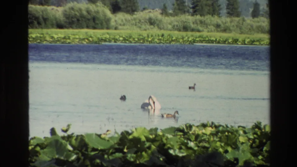 1980 Grand Teton frame with a white swan, ducks, pale pond water, lily pads, and a soft green shoreline in the background.