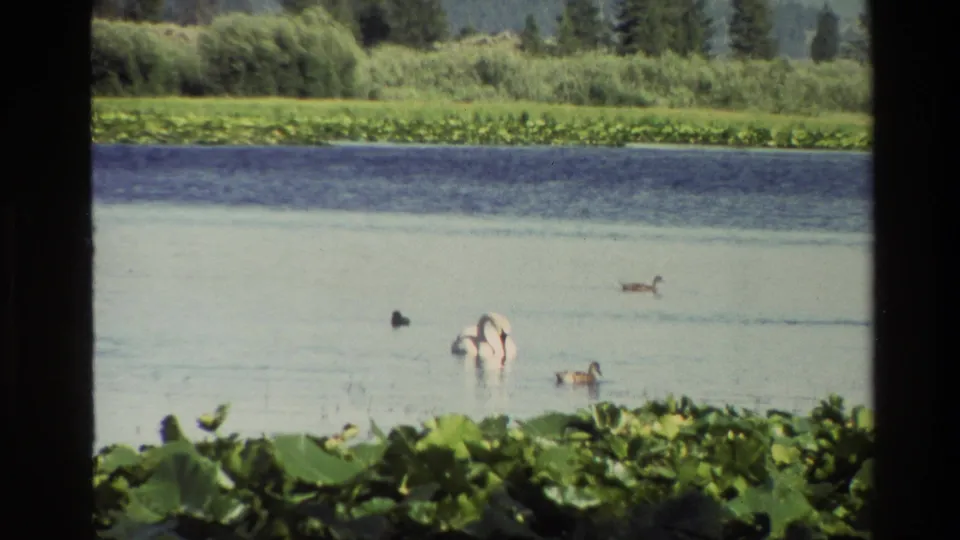 1980 Grand Teton 8mm frame showing a swan and ducks in a pond, with broad lily pads in the foreground and a wooded shoreline beyond.