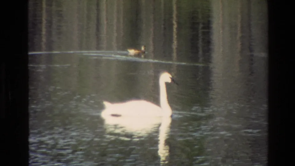 1980 Grand Teton home-movie frame with a white swan gliding across darker rippled pond water and a smaller bird swimming behind it.