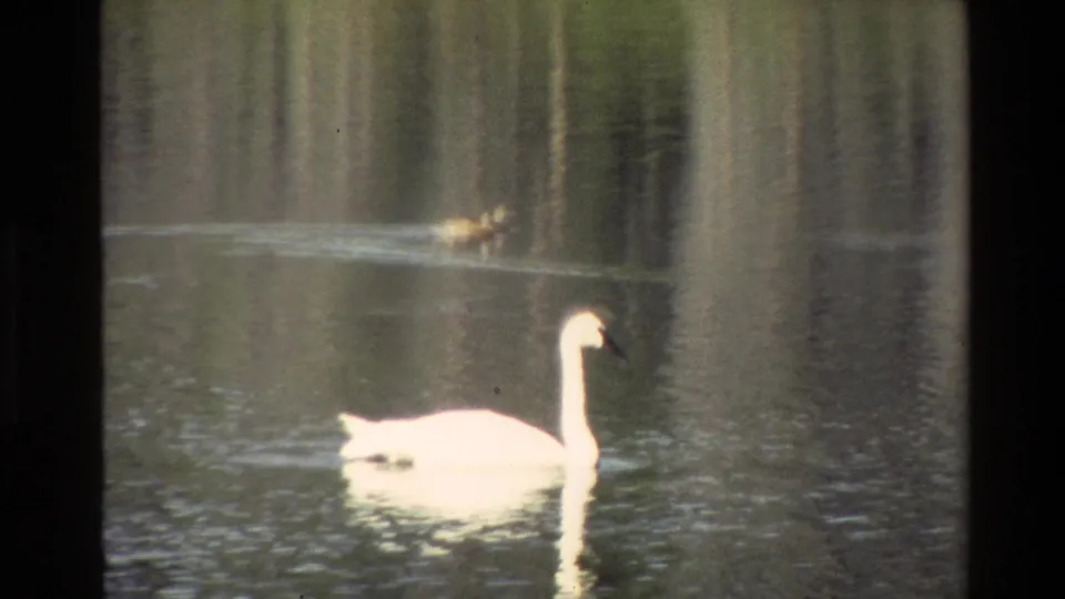 1980 Grand Teton 8mm frame showing a white swan on reflective pond water, with a smaller waterfowl leaving a wake behind it.