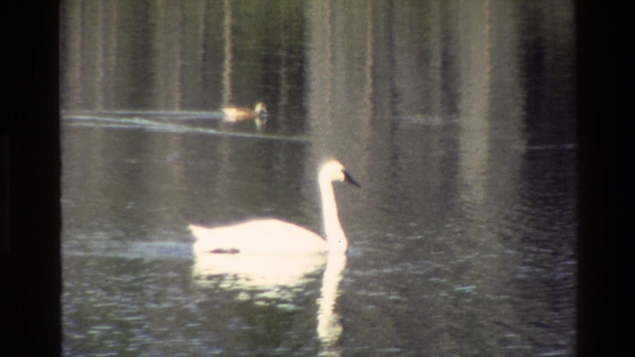 White swan on pond water with a distant duck and vertical tree reflections.
