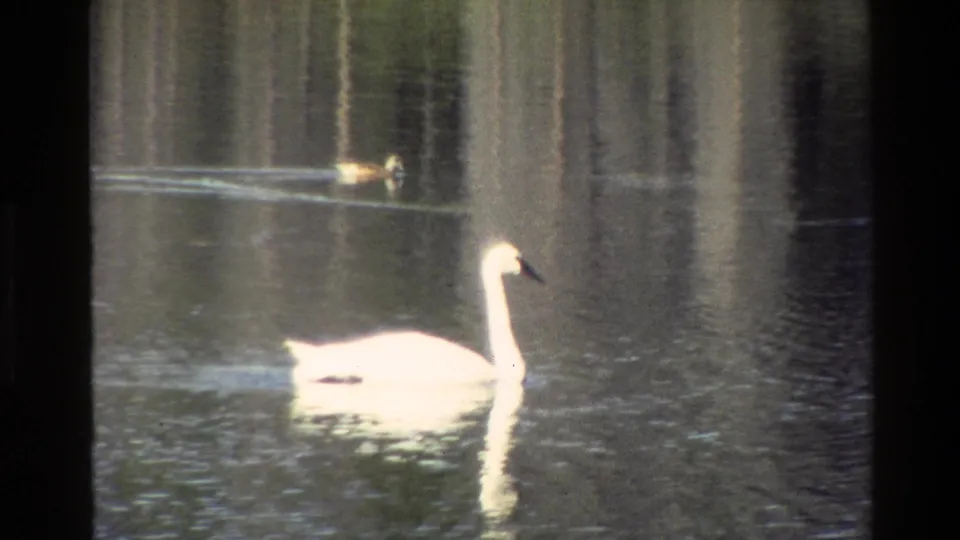 1980 Grand Teton 8mm frame with a white swan moving right across a pond while a smaller duck-like bird swims behind it.