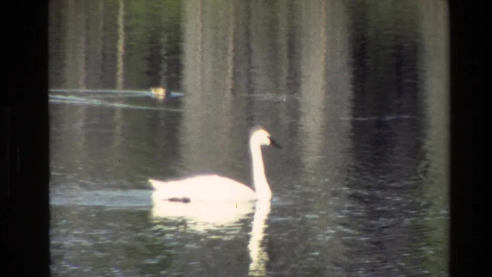 1980 Grand Teton 8mm frame showing a closer white swan profile on a pond, with a small background waterfowl near the left edge.