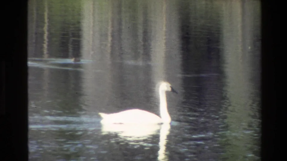 1980 Grand Teton 8mm frame showing a white swan crossing dark, reflective pond water against blurred vertical tree reflections.