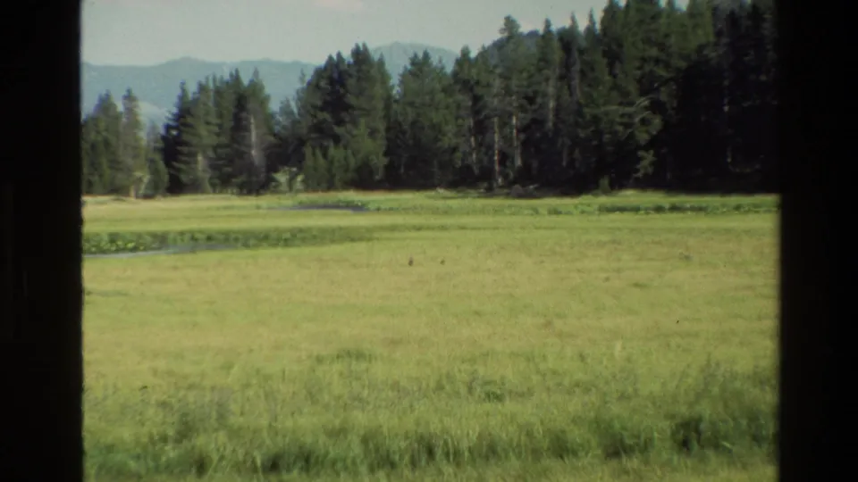 Grand Teton-area home-movie view of a green meadow, dense evergreens, and distant mountains in soft 8mm color.