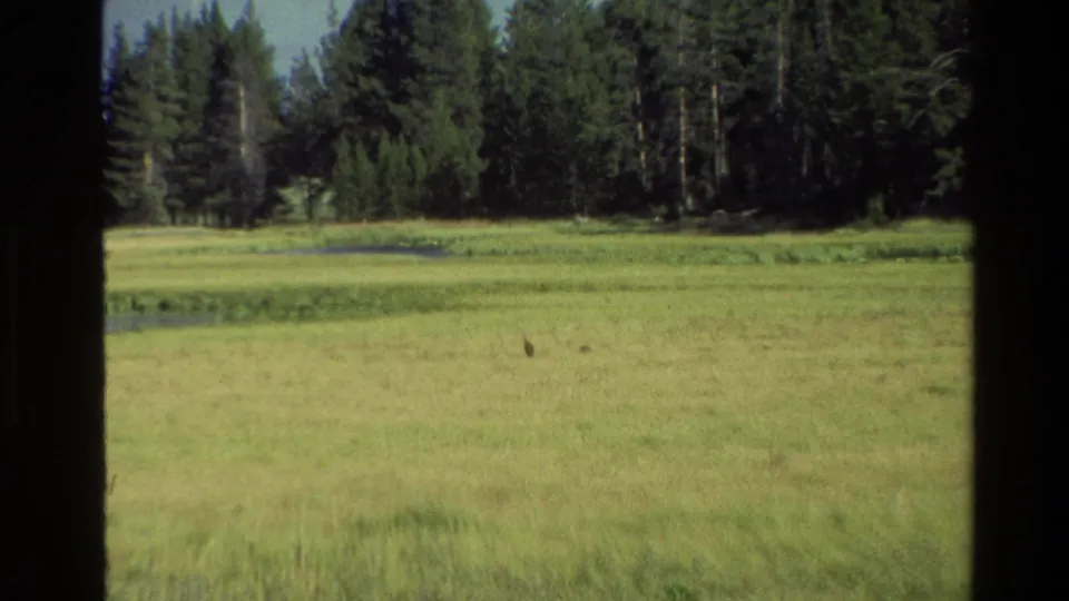 1980 Wyoming 8mm frame with a small rabbit visible in the meadow beneath dense evergreen trees.